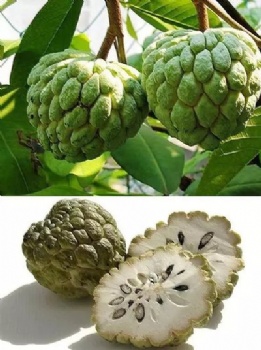 Soursop seeds