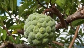 Soursop seeds