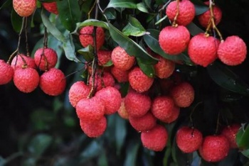 Litchi seed