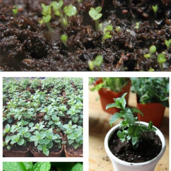 peppermint seed