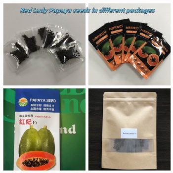 Red lady papaya seed