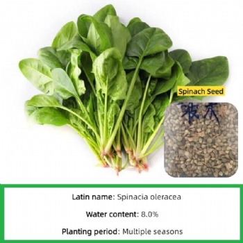spinach seed