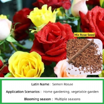 rose seed