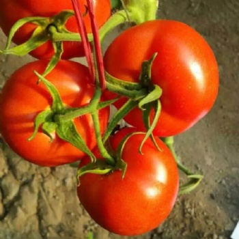Tomato Seeds