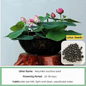 lotus seed