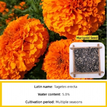 Marigold Seeds