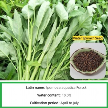 water spinach seed