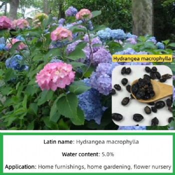 Hydrangea seed