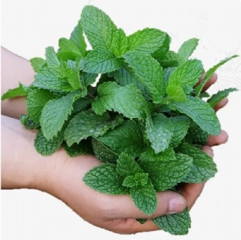 Mint Seeds