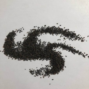Mint Seeds