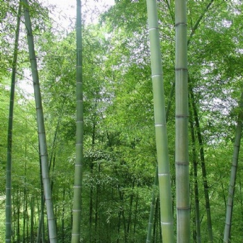 Moso bamboo seed