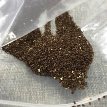 Evening Primrose Seeds