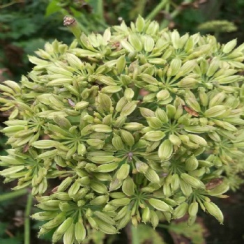 Ashitaba Seeds