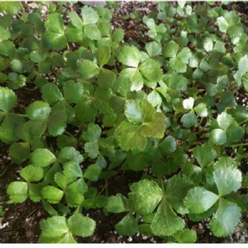 Ashitaba Seeds
