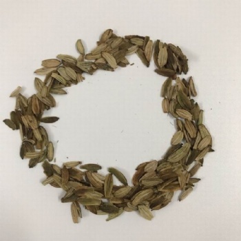 Ashitaba Seeds