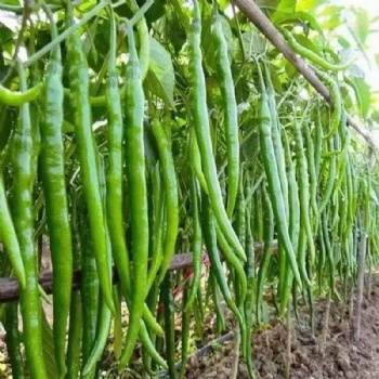 Long Chili Pepper Seed