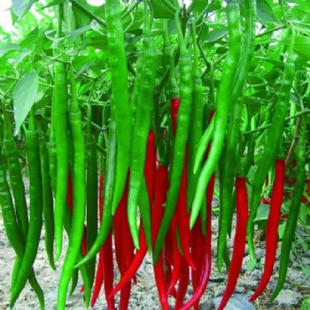 Long Chili Pepper Seed