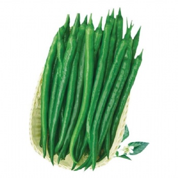 Long Chili Pepper Seed