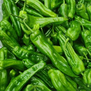 Green Pepper Seed