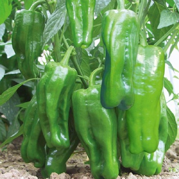 Green Pepper Seed