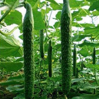 Cucumber Seeds