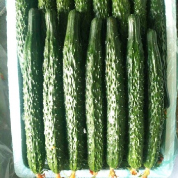 Cucumber Seeds