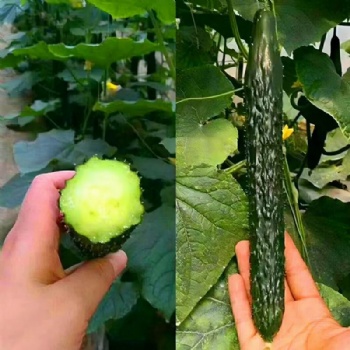 Cucumber Seeds