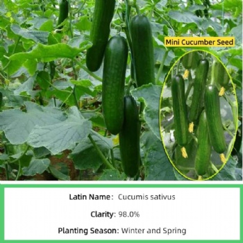 Mini Fruit Cucumber Seeds