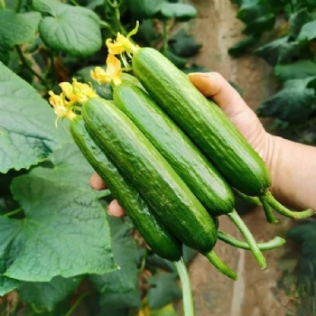 Mini Fruit Cucumber Seeds