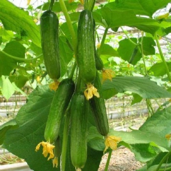 Mini Fruit Cucumber Seeds