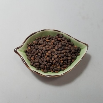 Water Spinach Seeds