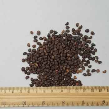 Water Spinach Seeds