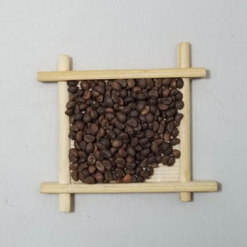 Water Spinach Seeds