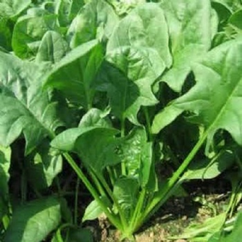 Spinach Seed