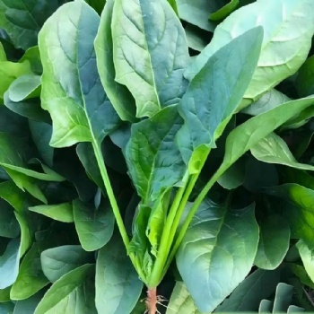 Spinach Seed