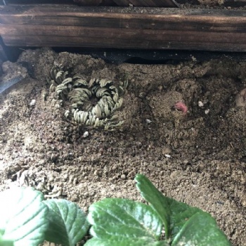 Spike Moss