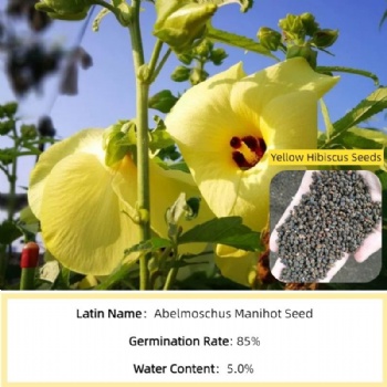 Abelmoschus Manihot Seed
