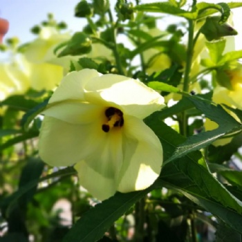 Abelmoschus Manihot Seed