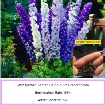 Delphinium Seeds