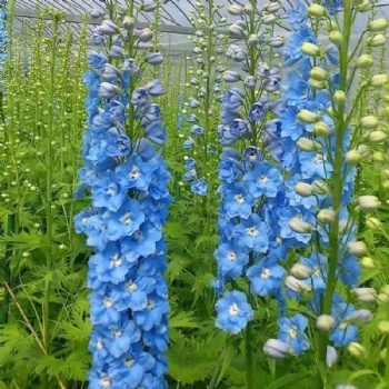 Delphinium Seeds