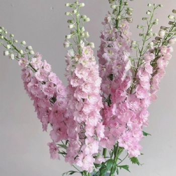Delphinium Seeds