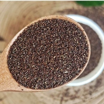 Petunia Seeds