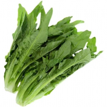 Leaf Lettuce Seed