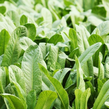 Leaf Lettuce Seed