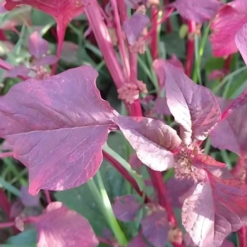 Red Amaranth Seeds