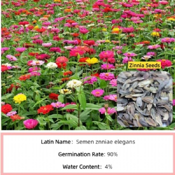 Zinnia Seeds