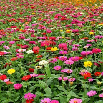 Zinnia Seeds