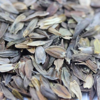 Zinnia Seeds
