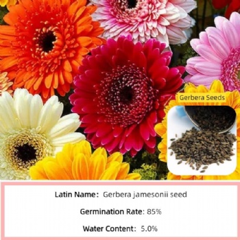 Gerbera Jamesonii Bolus Seeds