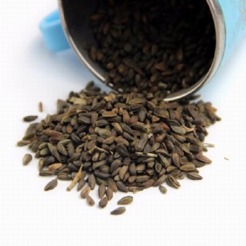 Gerbera Jamesonii Bolus Seeds